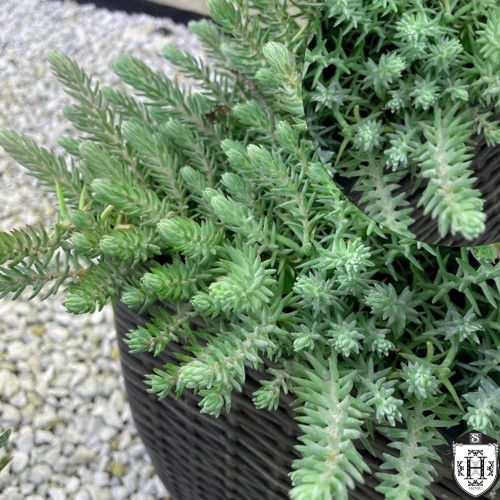 Sedum reflexum 'Blue Spruce' - Kalju-kukehari 'Blue Spruce' P9/0,55L